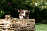 BORDER COLLIE 1259